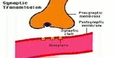 Signal transmission from nerve to tissue