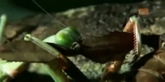 Monste Mantis Battle