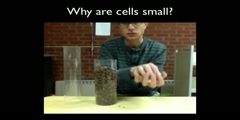 Reason Behind Small Structure of Cells