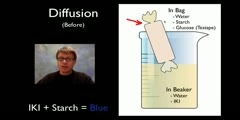 The Process of Diffusion and Osmosis