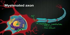 How Action Potential is Speeded Up by  Myelin Sheaths