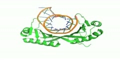 Transcription factor TATA binding protein