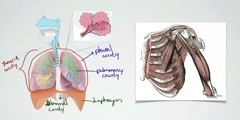 Change in Pressure of Lungs During Breathing