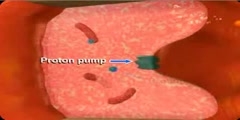 Function of Proton - pump inhibitors