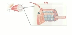 Calcium ion release and Muscle Contraction