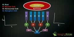 Off surround ganglion cells and on centers