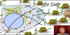 Replication of viruses