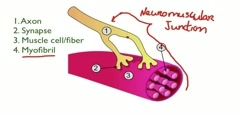 Contraction of Skeletal Muscles