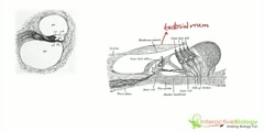 Organ of Corti- Its Functions