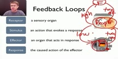 Feedback Loop elements