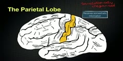 Parietal Lobe- Its Anatomy And Functions