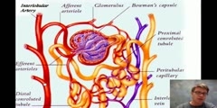 Homeostasis Hugs Video