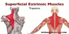 Working of Superficial Extrinsic Shoulder Muscles