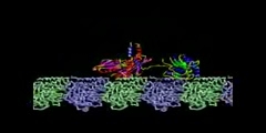 Animation of Kinesin movement