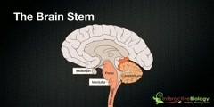 Functions of the brain stem parts