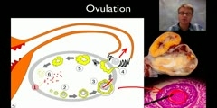 How does the human reproductive system work?