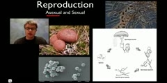 Fungi explained by Mr. Anderson