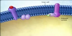 Animation of how epinephrine works