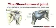 Glenohumeral Joint's Ligaments