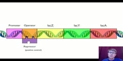 Regulation of Gene