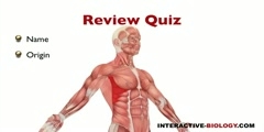 An overview of Pectoral Muscles.