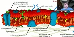 All About Cell Membranes
