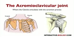 Acromioclavicular Joints