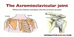 Acromioclavicular Joints