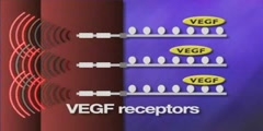 Vascular Endothelial Growth Factor and VEGF receptors