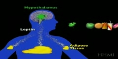 Leptin And Its Feedback Control System