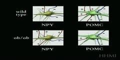 Leptin Neuronal Rewiring