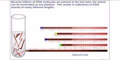 How Sequence a DNA