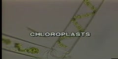 Spirogyra   Cell Colonies