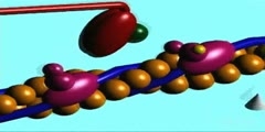 Myosin II Mechanism