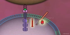 Cloning T Cells for Immune Defense