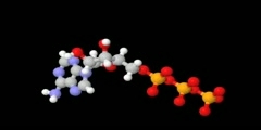 All About ATP Molecules