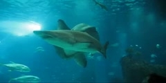 Ocean sunfish- sandtiger Shark