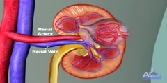 All About The Kidney