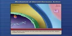 Mechanism of Steroid Hormone Action