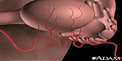 Ovulation and Reason Behind It