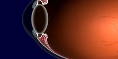 Anatomy of Human Eye