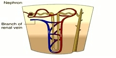 What is Nephron?