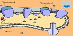 Photosynthetic Reactions