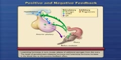 What Is Positive And Negative Feedback