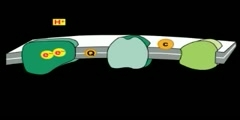 Electron Transport in Cells