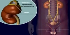 Overview of Adrenal Glands