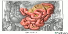 All About Peristalsis