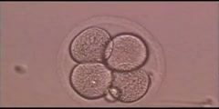 Introduction With Cell Division