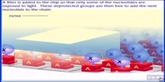 Gene Chip: determination of gene sequence