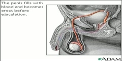 Procedure of Sperm Release